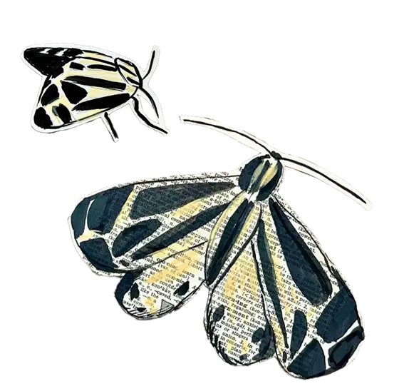 moths